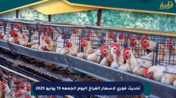 تحديث فوري لأسعار الفراخ اليوم الجمعة 13 يونيو 2025